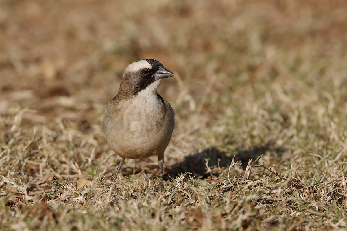 White-browed Sparrow-Weaver - Holger Teichmann