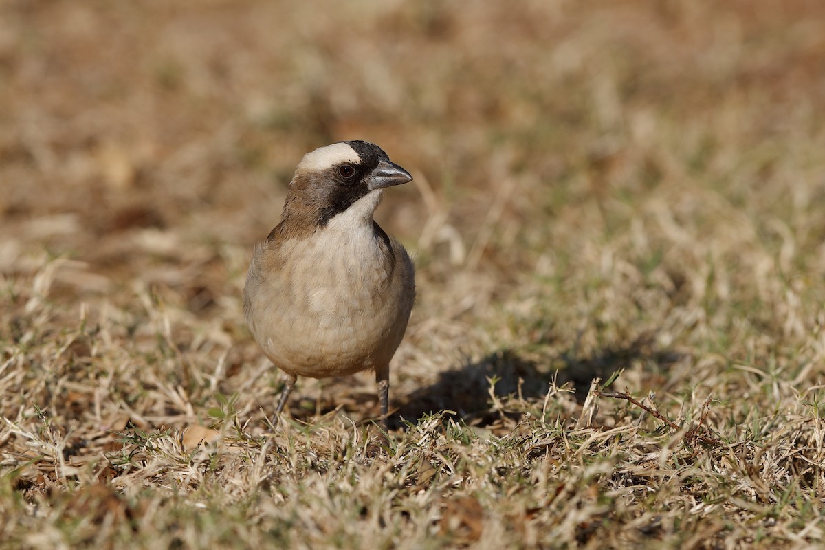 White-browed Sparrow-Weaver - ML224332351