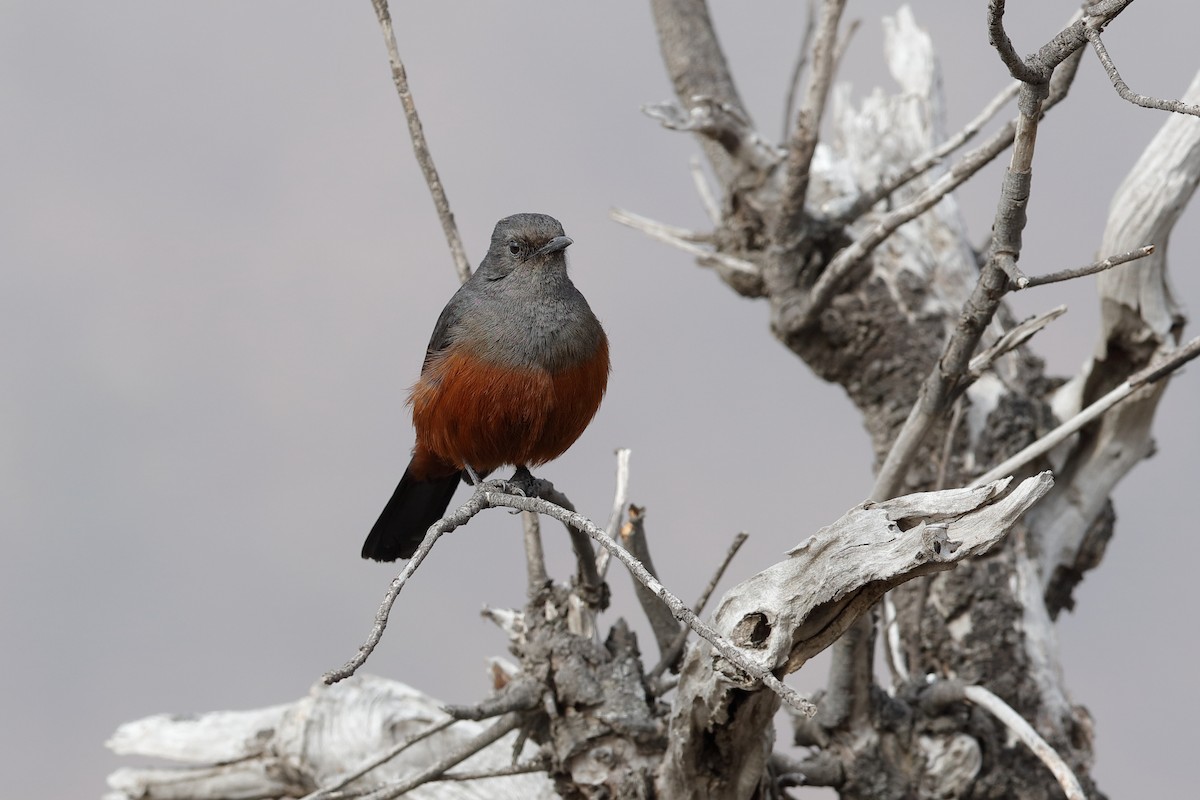 Mocking Cliff-Chat - Holger Teichmann