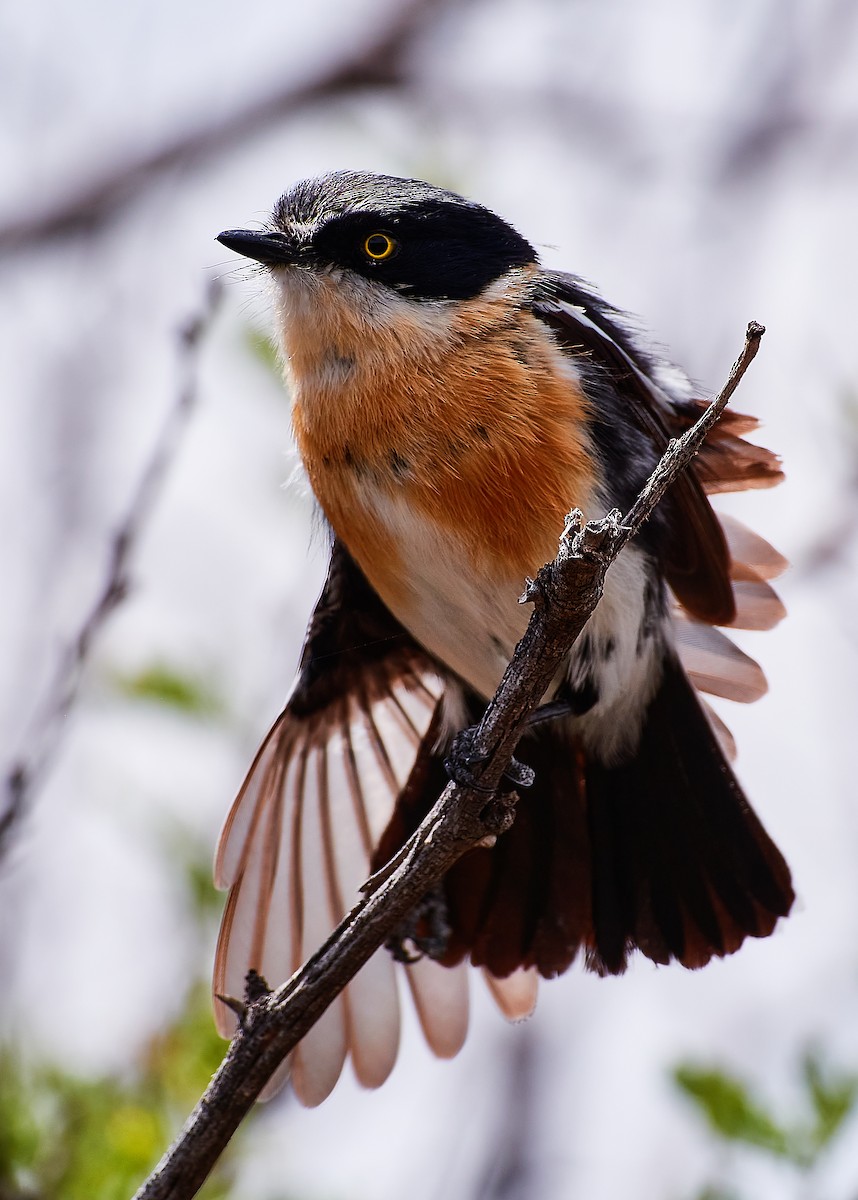Pririt Batis - ML224333091