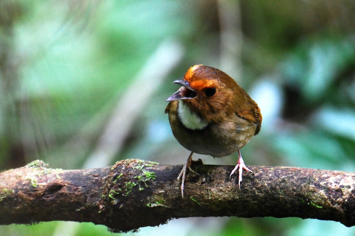 Rufous-browed Flycatcher - David Gersten