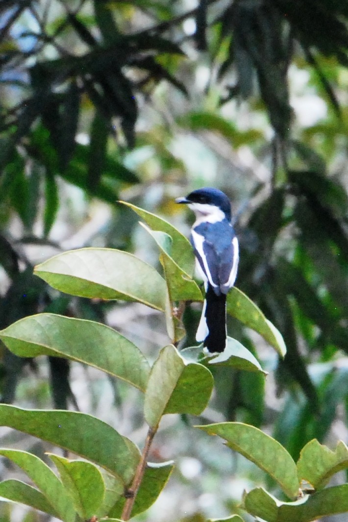 Bar-winged Flycatcher-shrike - ML22433561