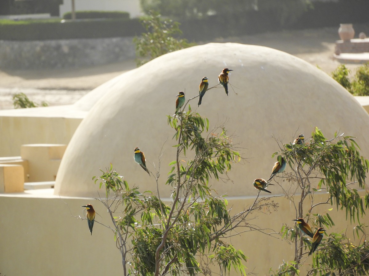 European Bee-eater - Georgina Cole