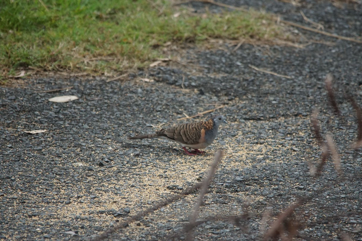 Bar-shouldered Dove - ML224338751