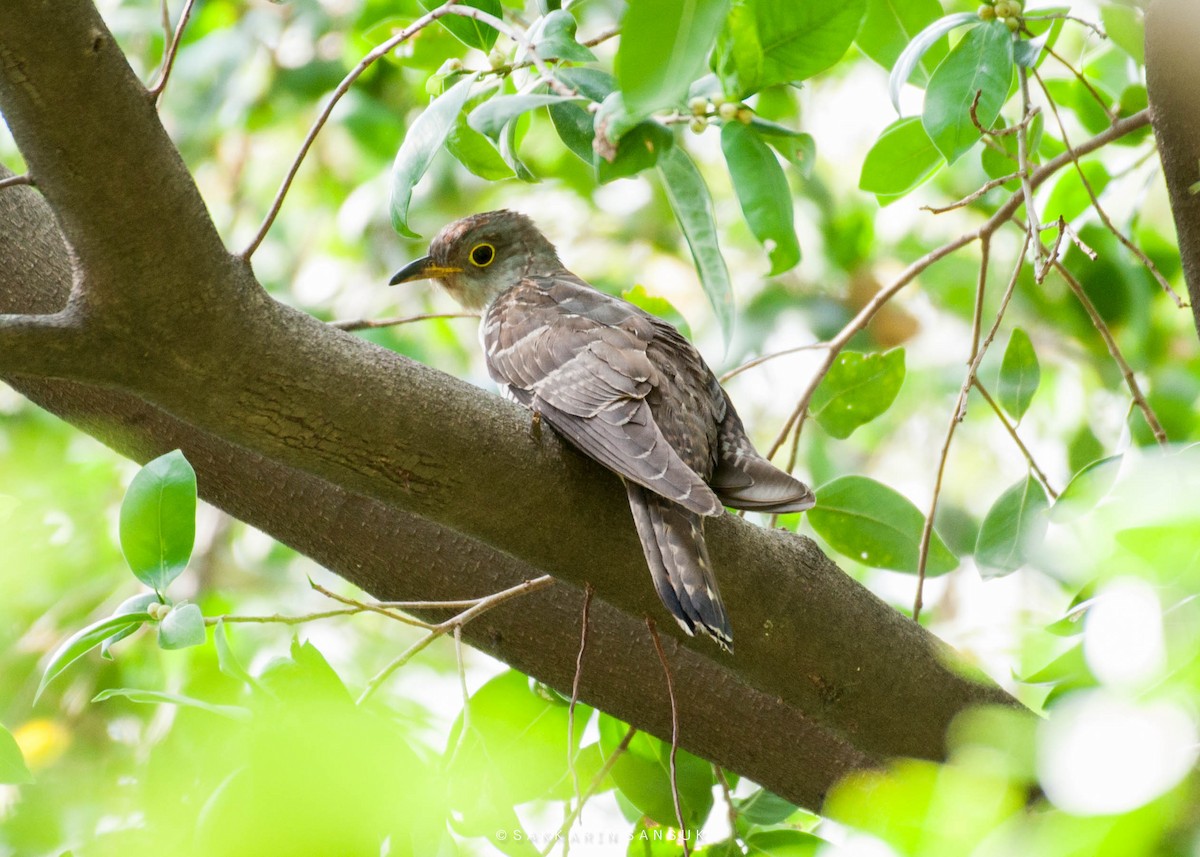 Indian Cuckoo - Sakkarin Sansuk