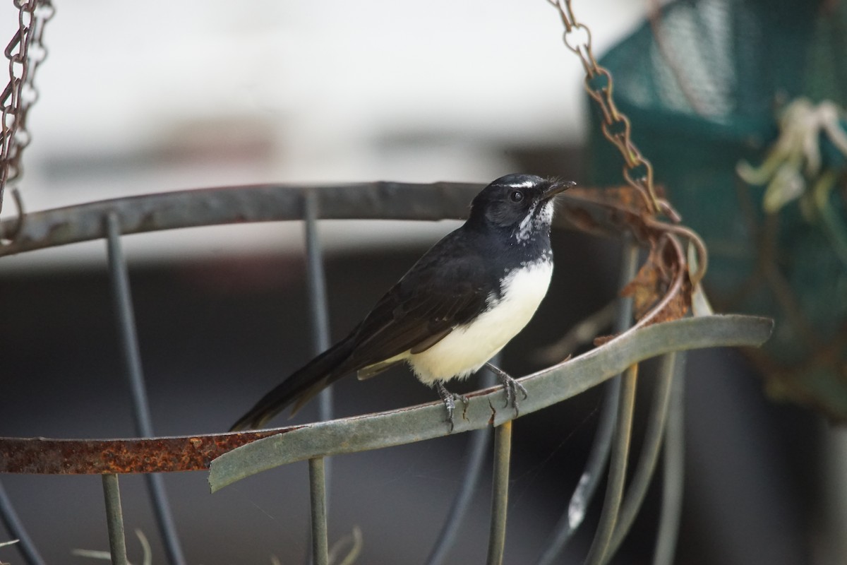 Willie-wagtail - ML224338911