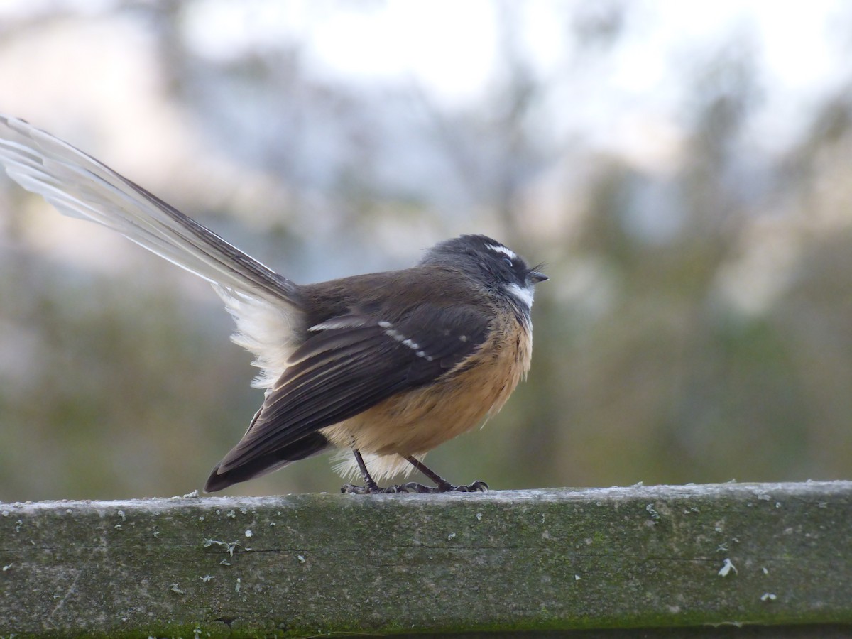 New Zealand Fantail - ML224340501