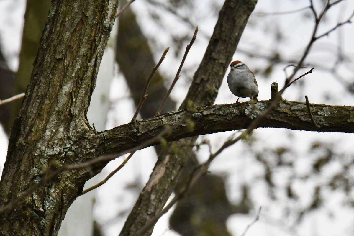 Chipping Sparrow - ML224342361