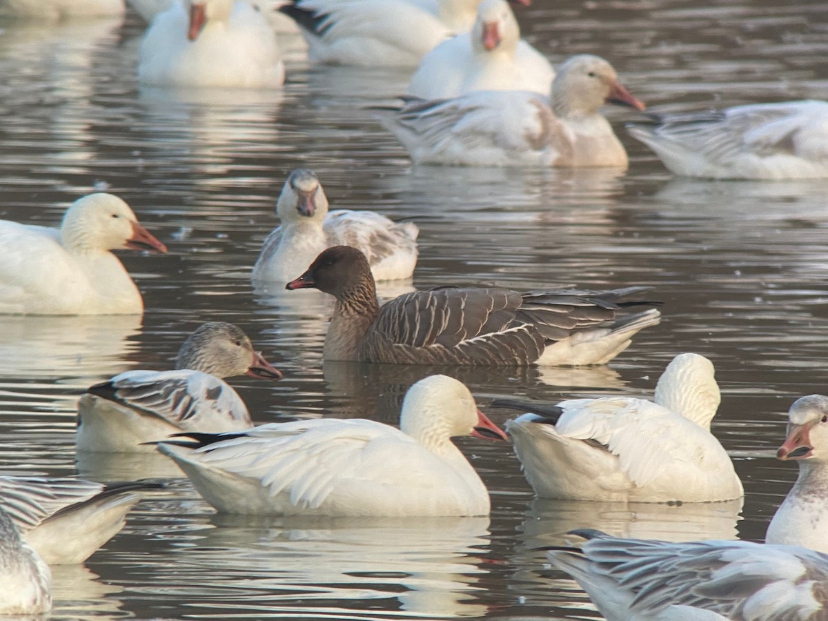 Pink-footed Goose - ML224342961