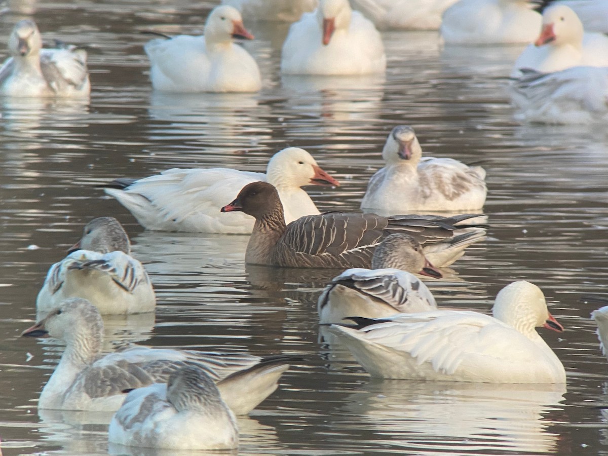 Pink-footed Goose - ML224342971