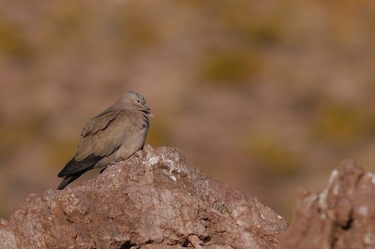 Black-winged Ground Dove - Etienne Artigau🦩