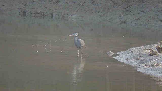 Western Reef-Heron - ML224343351