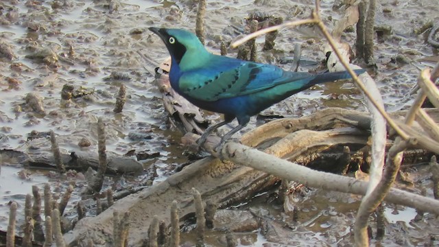 Splendid Starling - ML224345611