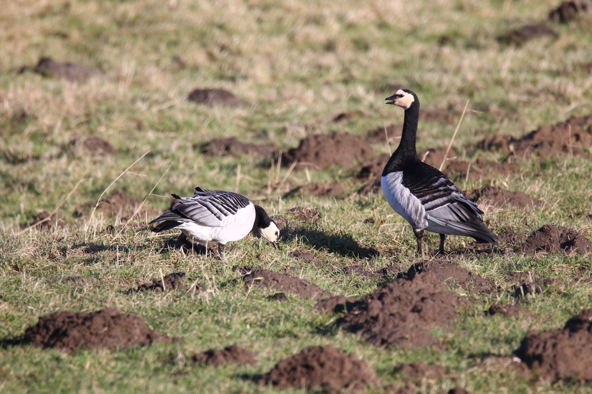 Barnacle Goose - Romina Bauer