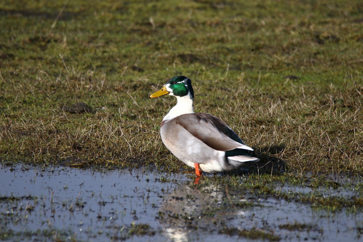 Mallard (Domestic type) - Romina Bauer