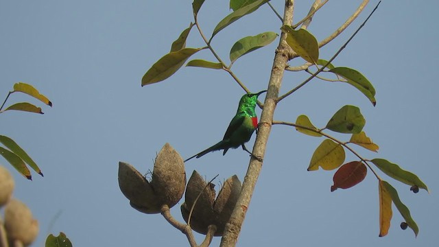 Beautiful Sunbird - ML224346381