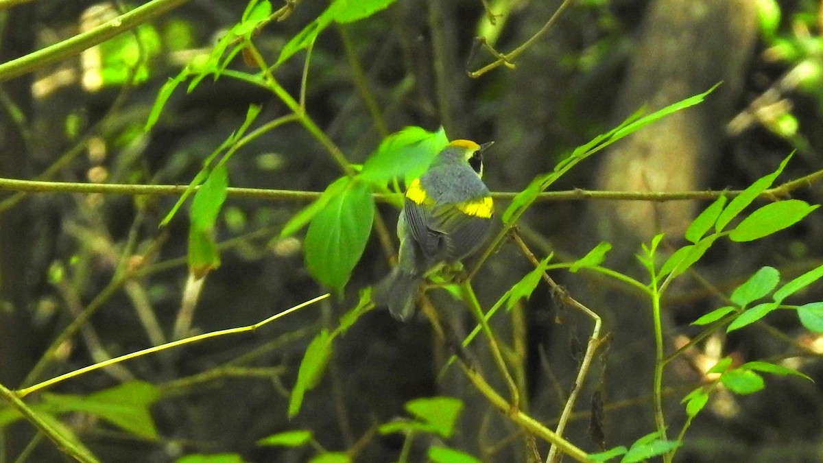 Golden-winged Warbler - Jim Brady