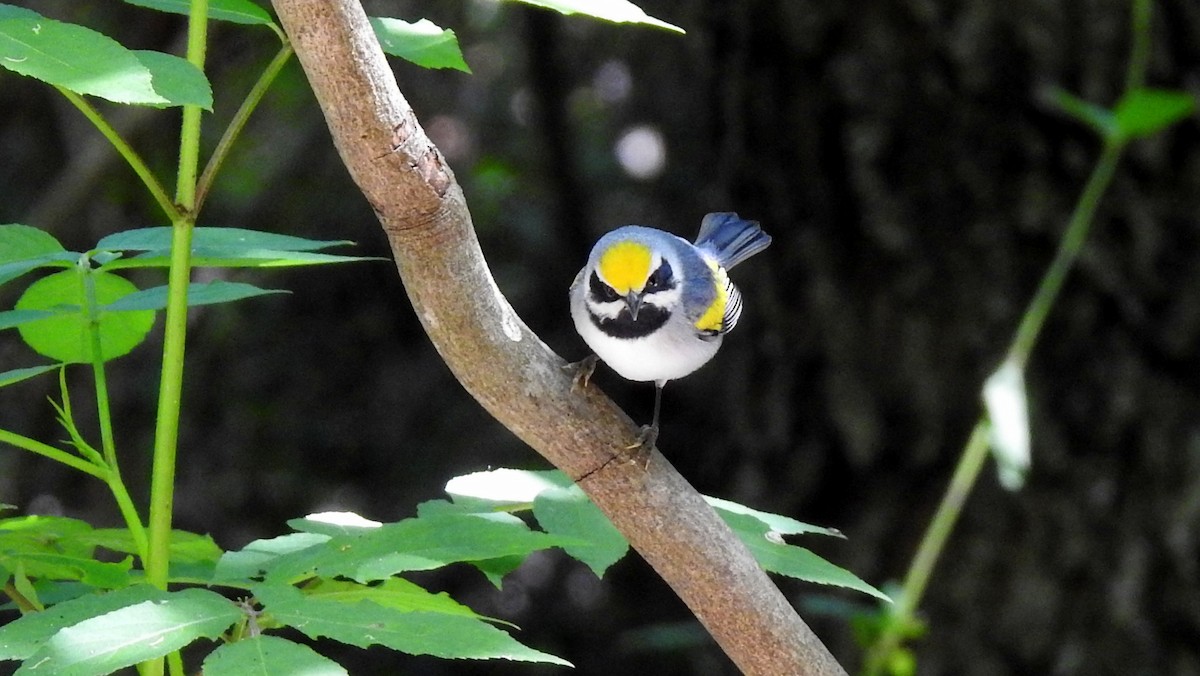 Golden-winged Warbler - Jim Brady