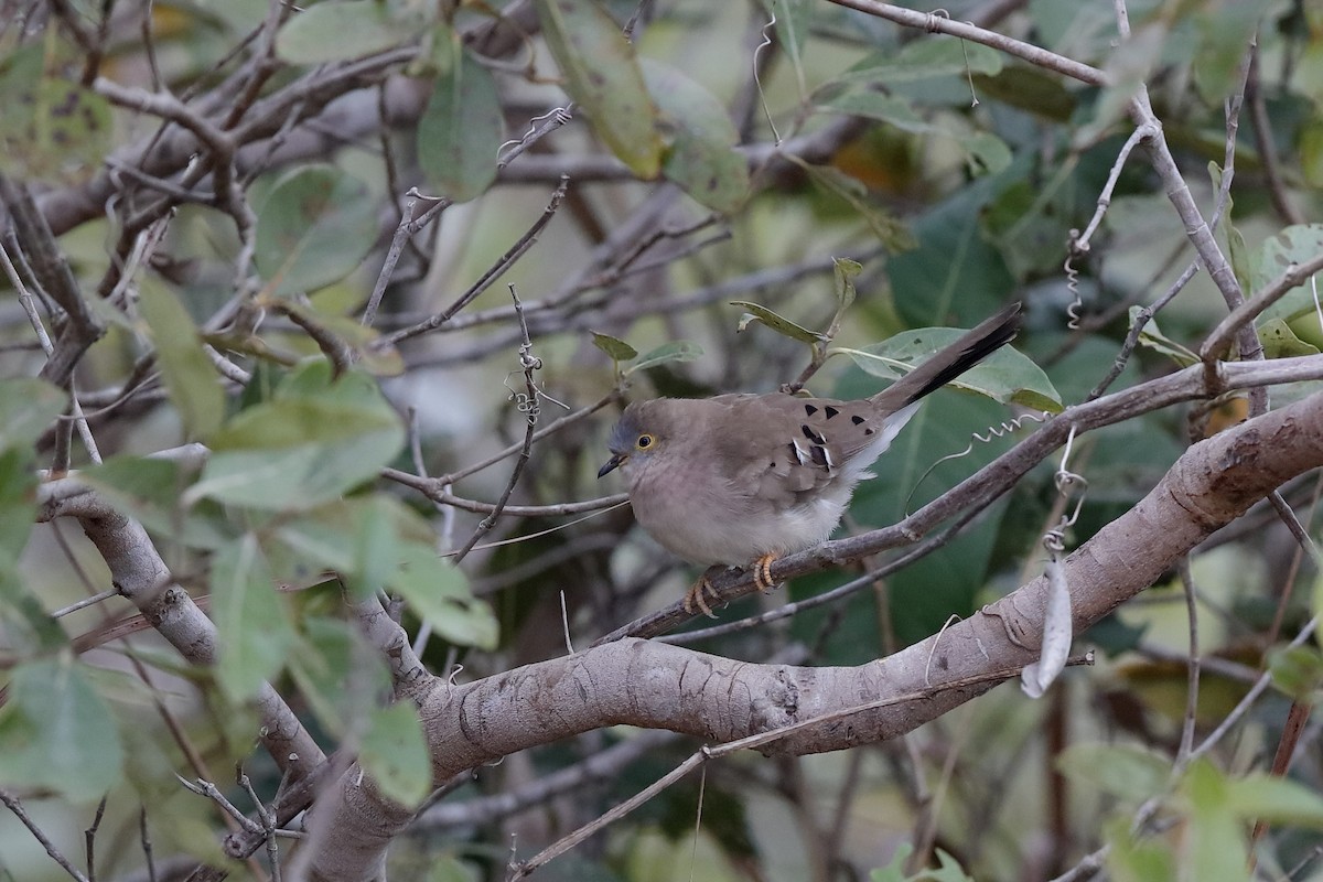 Long-tailed Ground Dove - Holger Teichmann