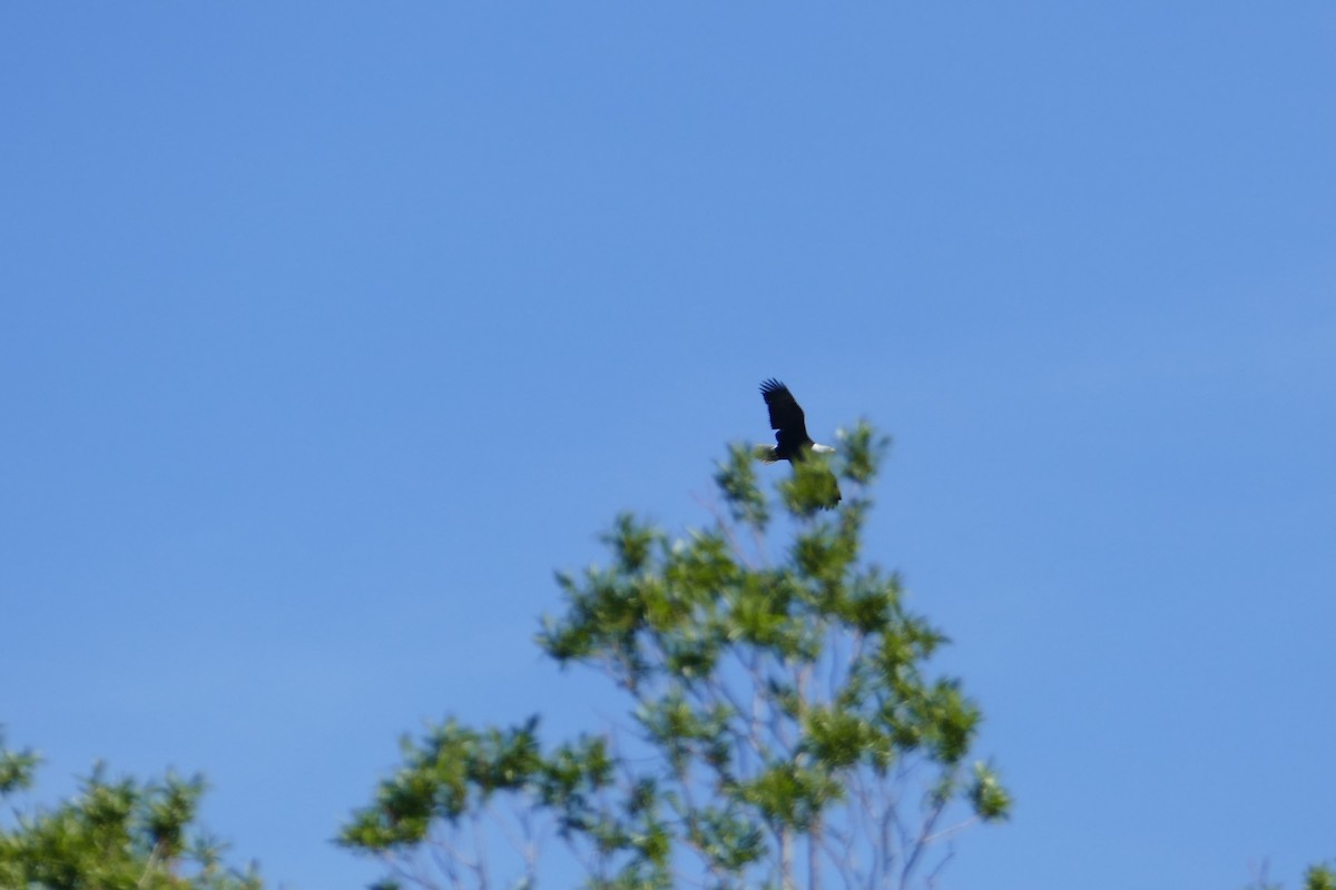 Bald Eagle - ML224353641