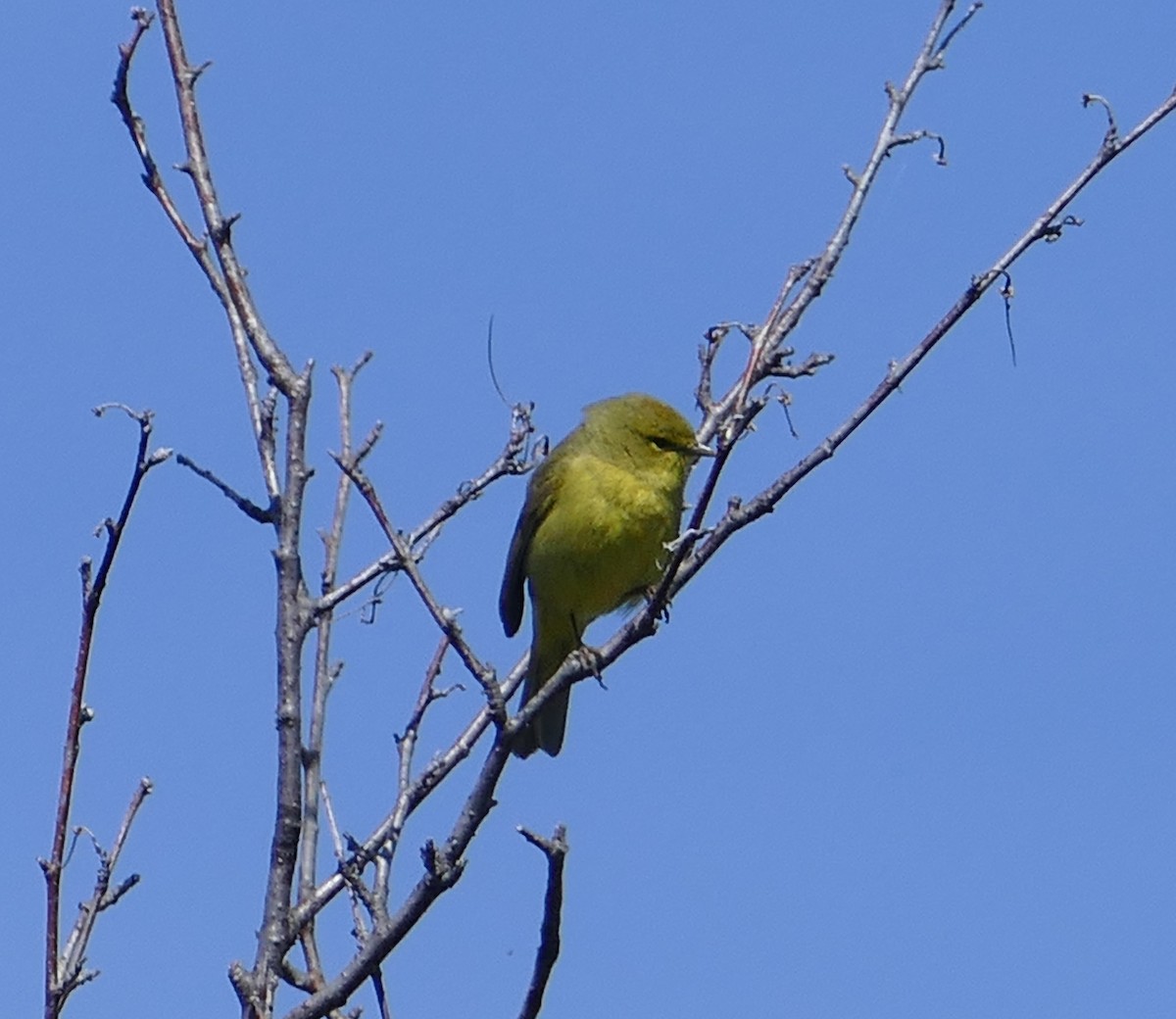 Orange-crowned Warbler - ML224353831