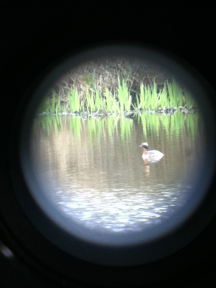 Horned Grebe - ML224354411