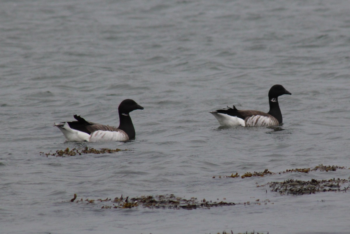 Brant - ML224354841