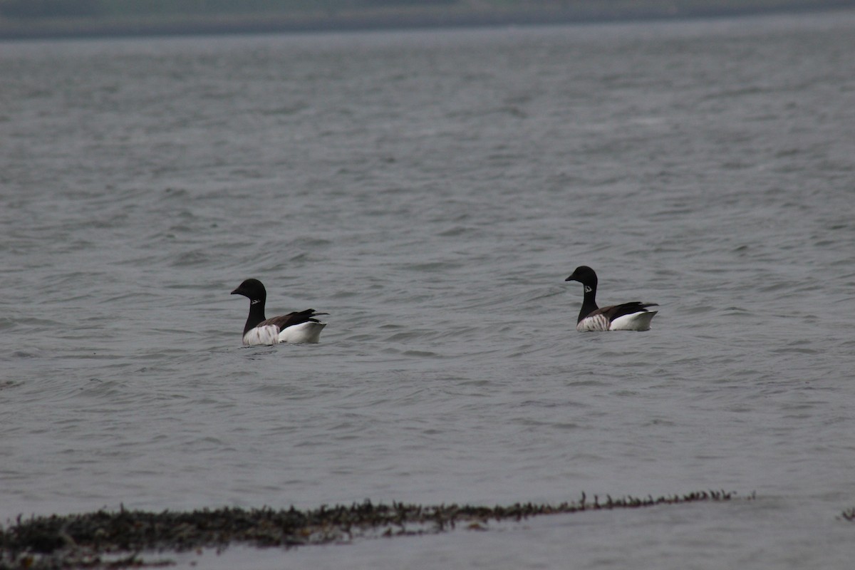 Brant - ML224354871