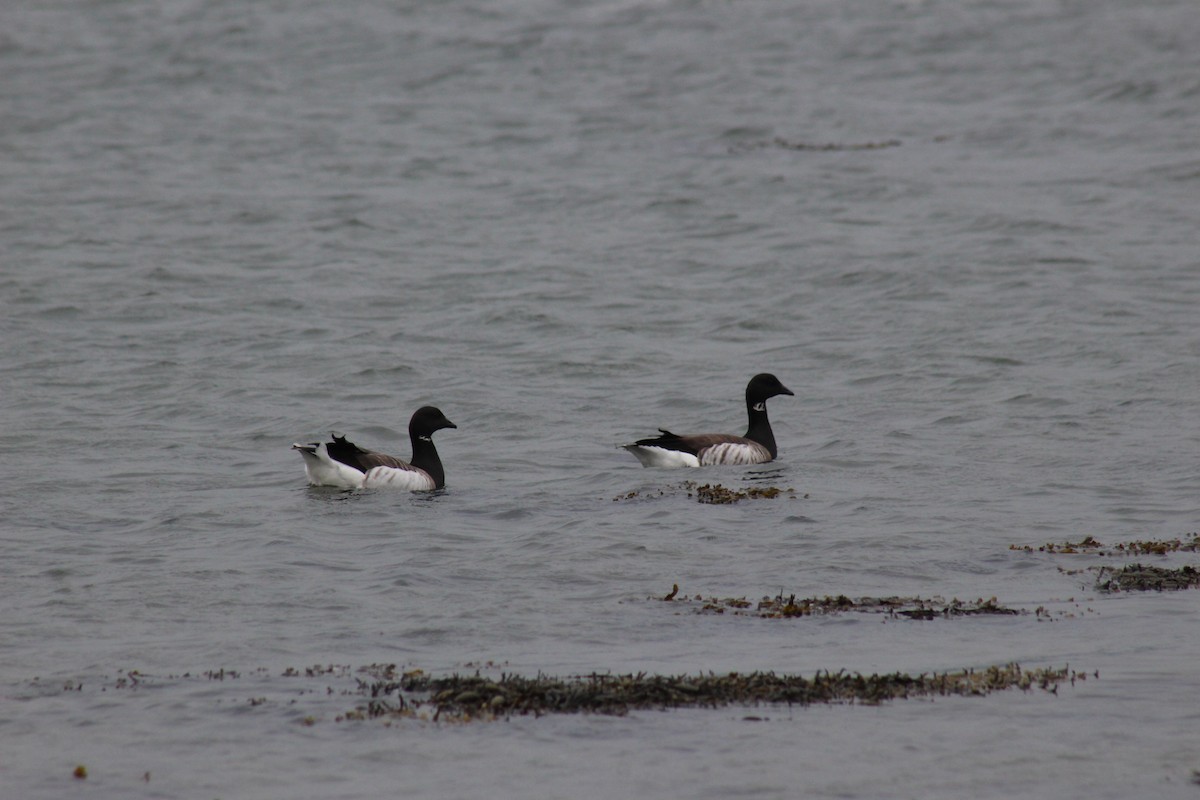 Brant - ML224354881