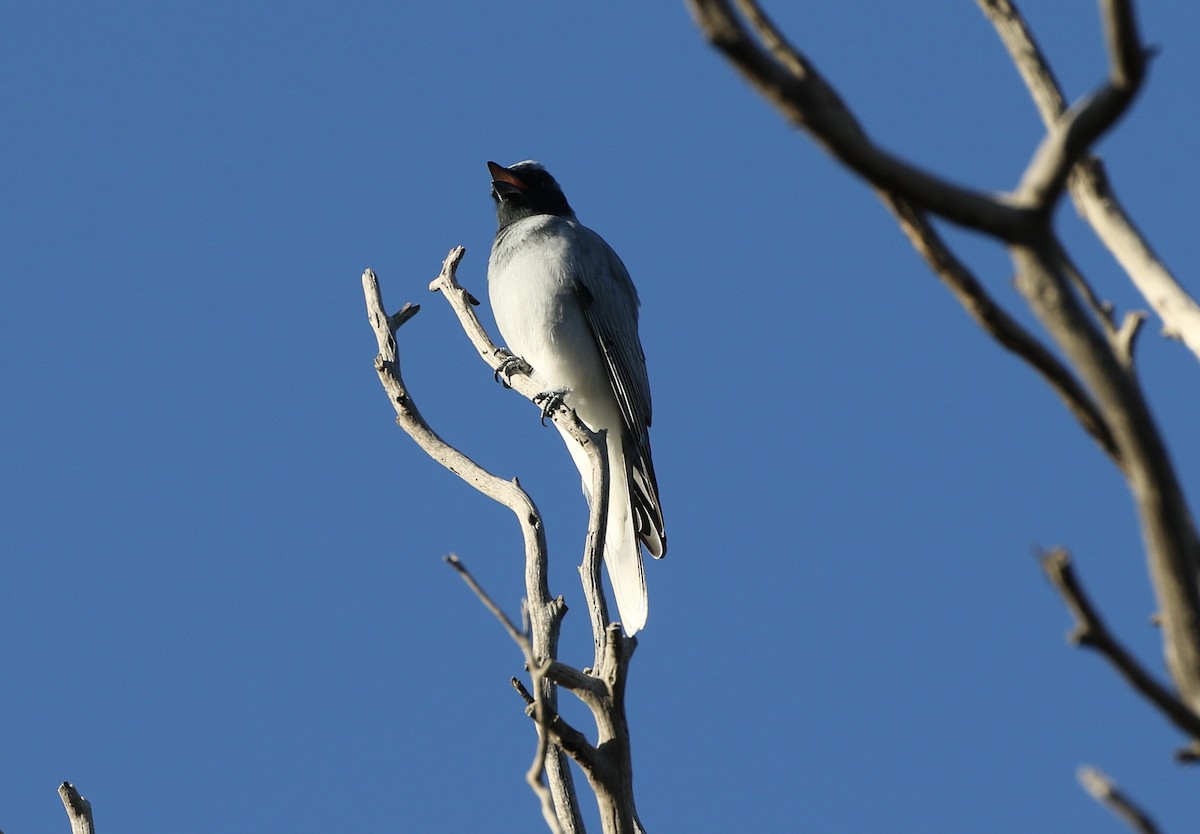 Black-faced Cuckooshrike - ML224355421