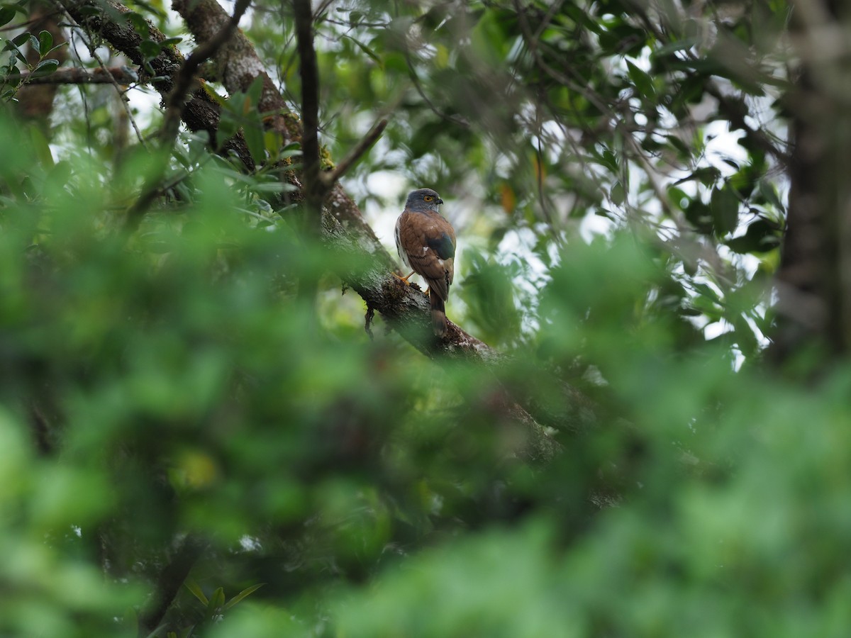 Small Sparrowhawk - ML224355481