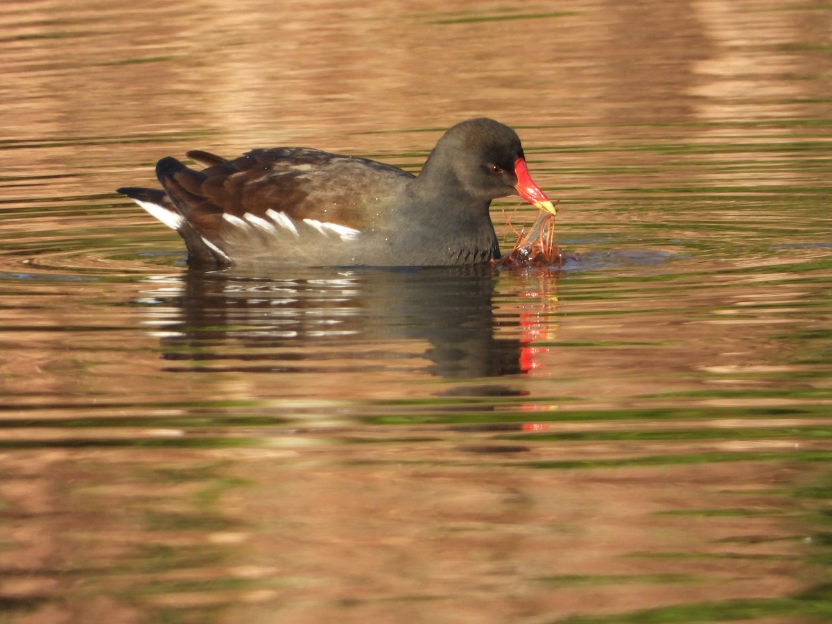 Eurasian Moorhen - ML224355681