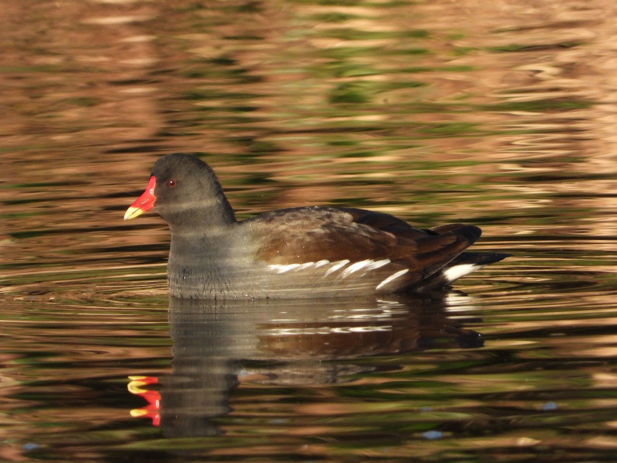 Eurasian Moorhen - ML224355701