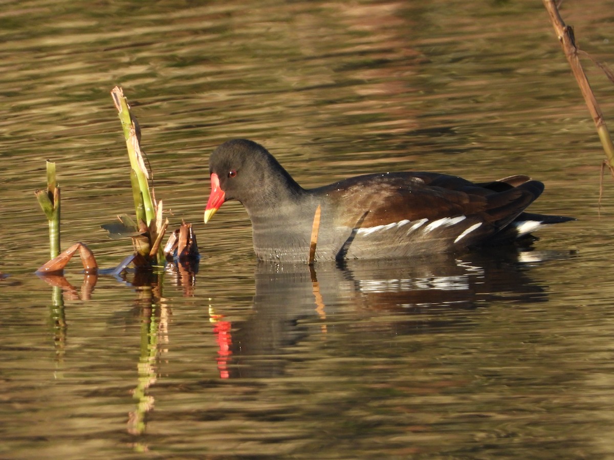 Eurasian Moorhen - ML224355711