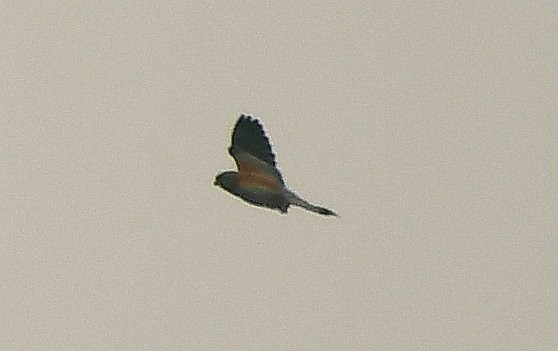 Lesser Kestrel - Anand Krishnan