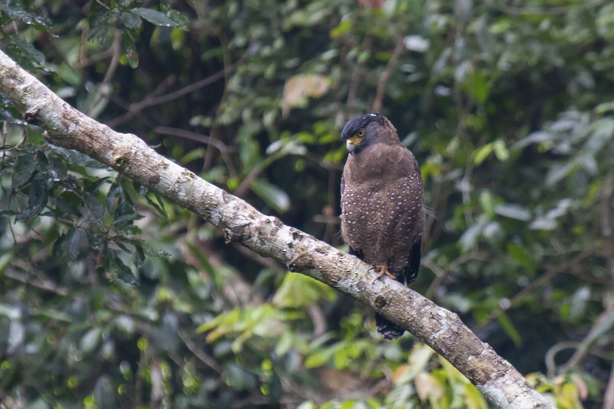 Crested Serpent-Eagle (Crested) - ML224356251