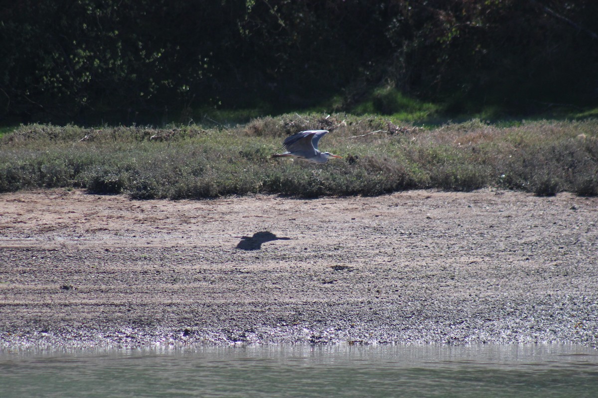 Gray Heron - ML224356751