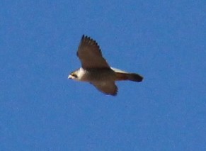 Peregrine Falcon - ML224357061