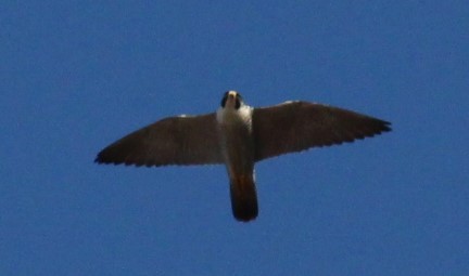 Peregrine Falcon - ML224357071