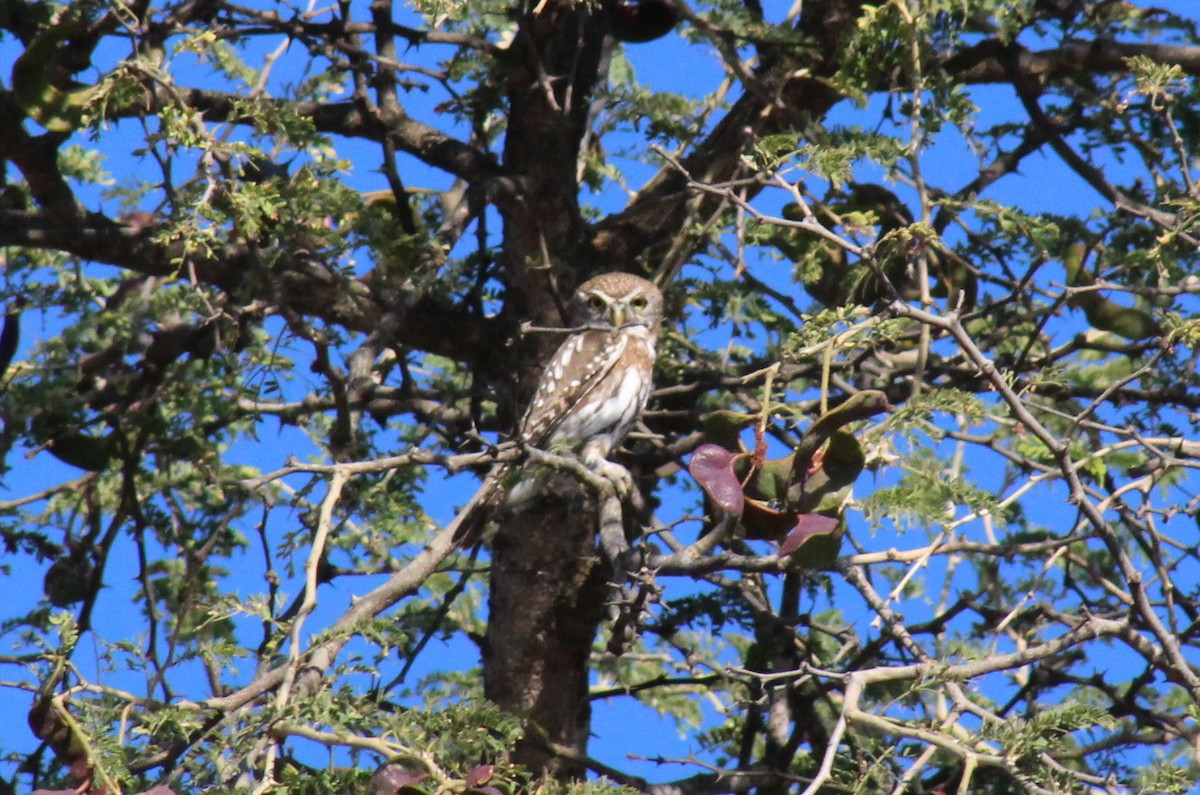 Pearl-spotted Owlet - ML224357471