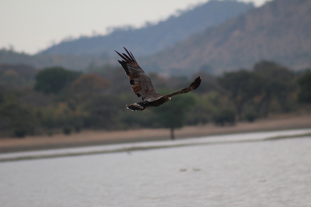 African Harrier-Hawk - ML224357981