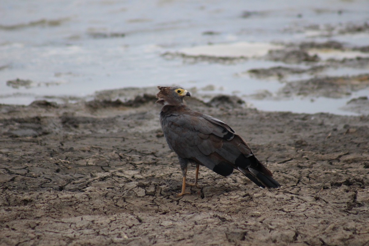 African Harrier-Hawk - ML224358031