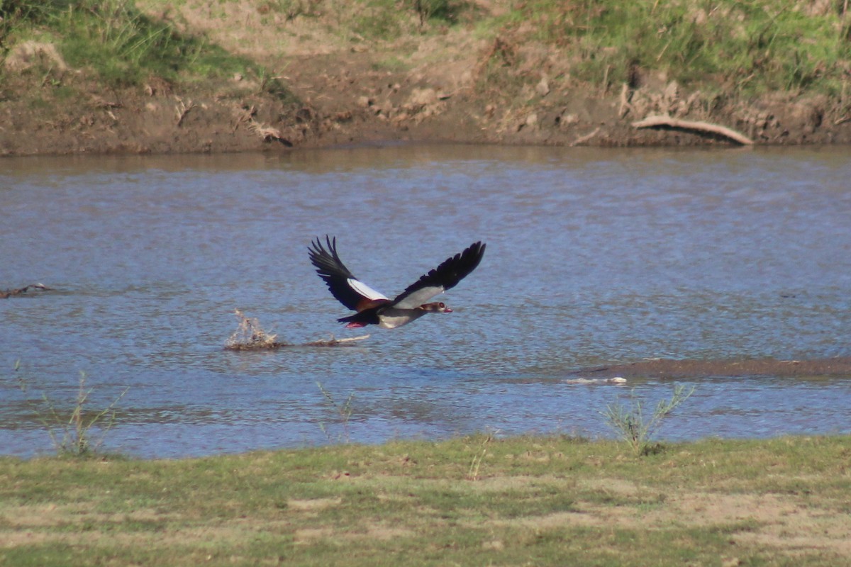 Egyptian Goose - ML224358241