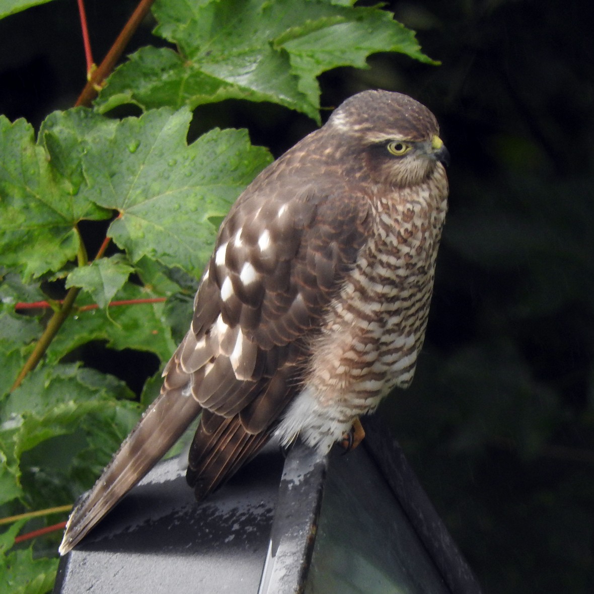 Eurasian Sparrowhawk - ML224358281