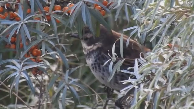 Dusky Thrush - ML224358511