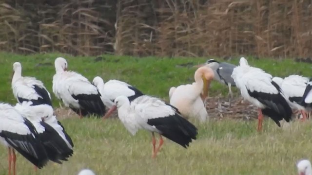 Great White Pelican - ML224359141