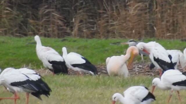 Great White Pelican - ML224359181