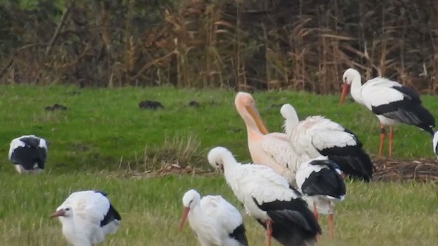 Great White Pelican - ML224359211