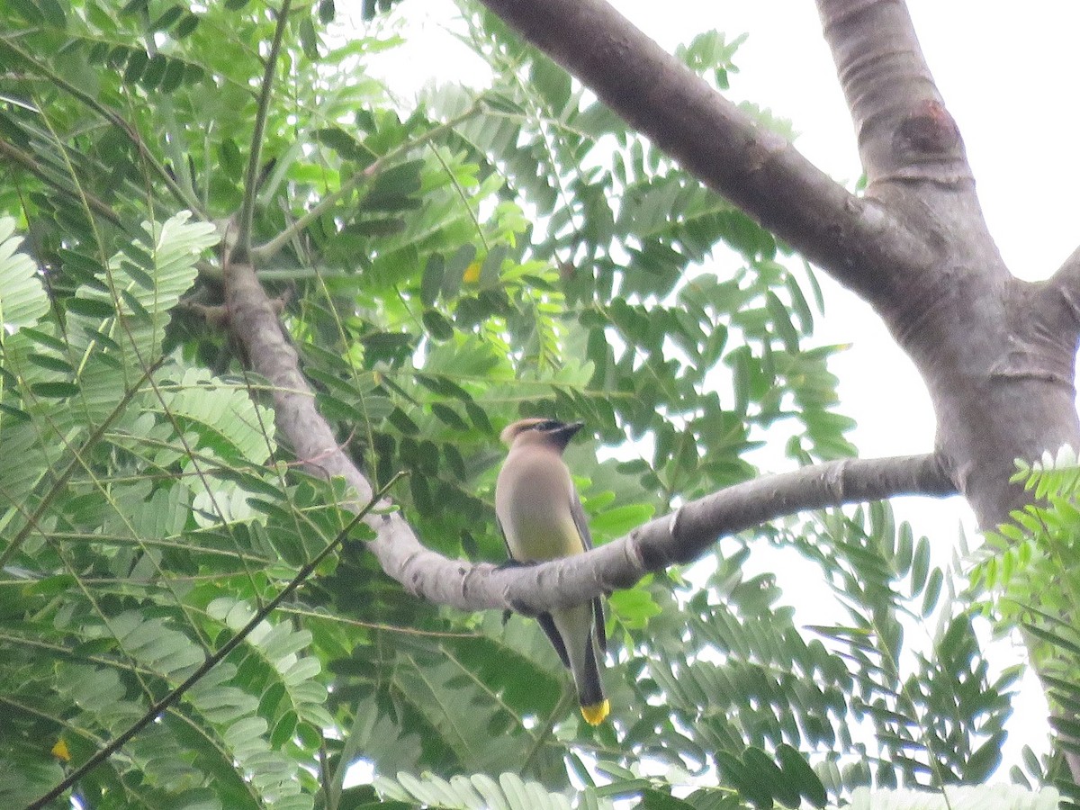 Cedar Waxwing - ML224359471