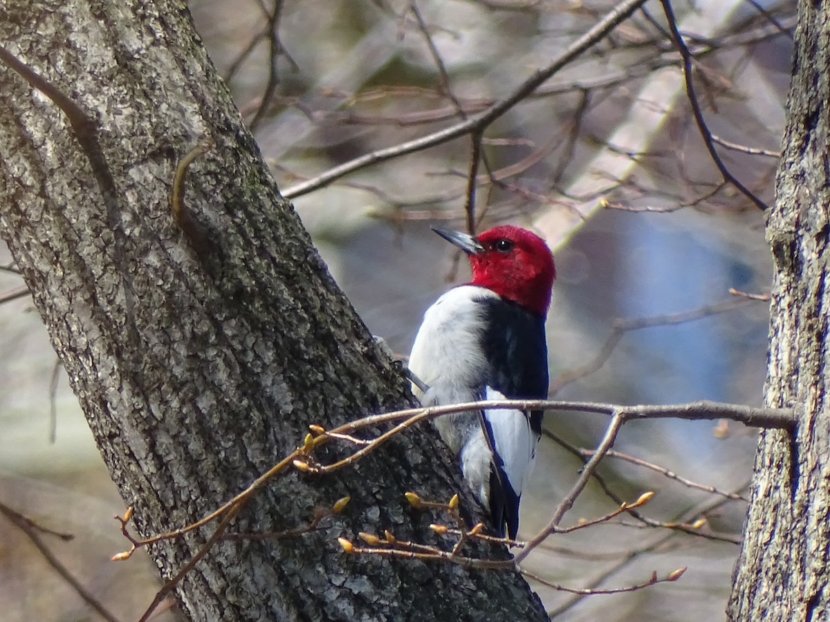 Pic à tête rouge - ML224359831